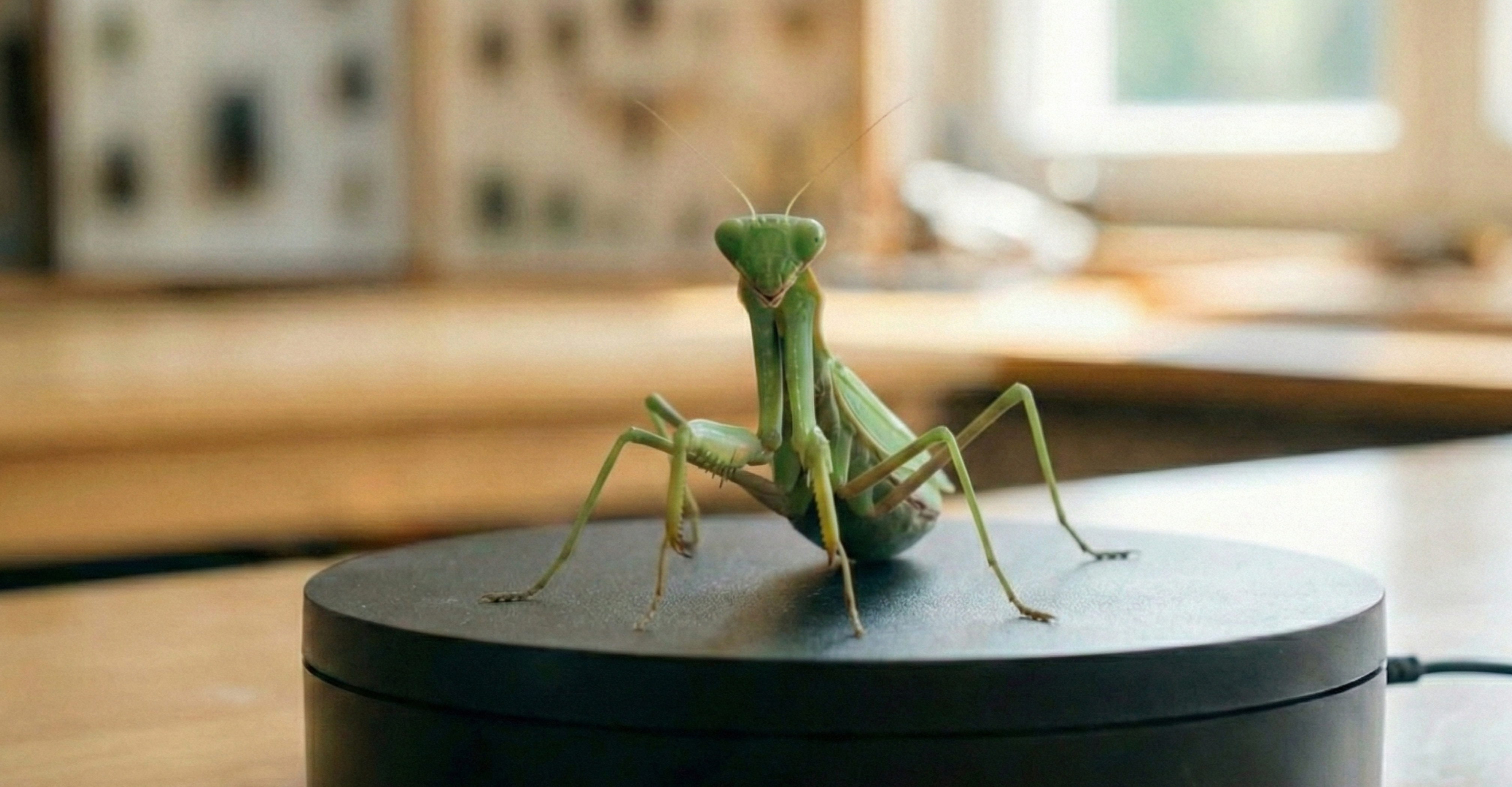 老師可以製作校園專屬的 360° 數位標本庫（如：昆蟲標本、地質岩石、植物構造）。